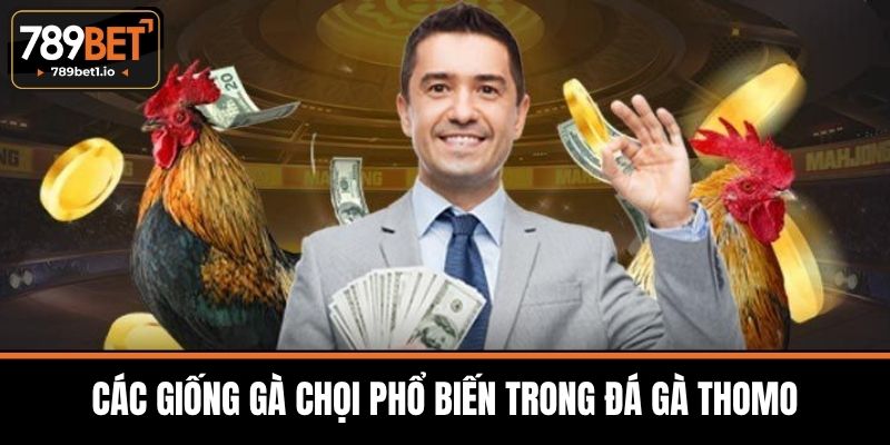Đá Gà Thomo - Tổng Quan Nguồn Gốc Và Luật Chơi Tại 789BET 4 Các Giống Gà Chọi Phổ Biến Trong Đá Gà Thomo