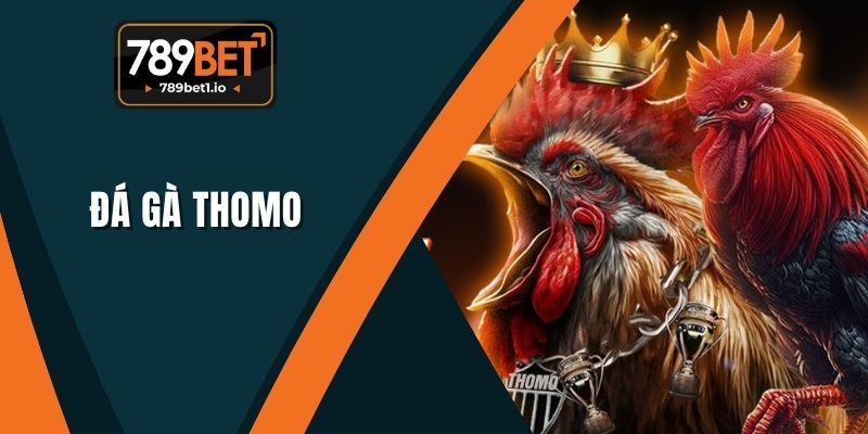 Đá Gà Thomo - Tổng Quan Nguồn Gốc Và Luật Chơi Tại 789BET